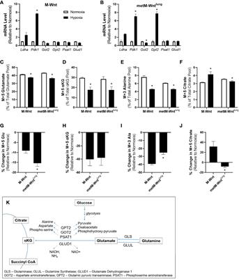 Frontiers | Hypoxia-Mediated ATF4 Induction Promotes Survival in 